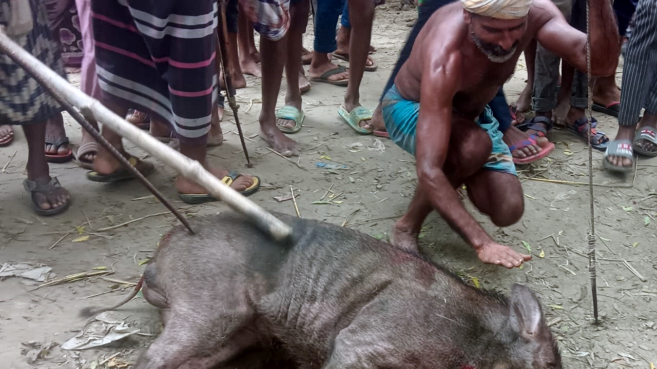শিবগঞ্জে বুনো শূকরের কামড়ে আহত ৬